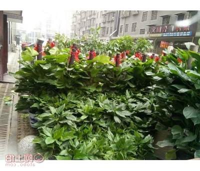 湘潭商场植物花卉租摆